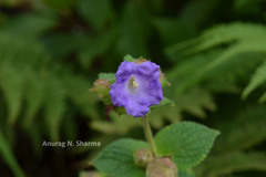 Pleocaulus sessilioides